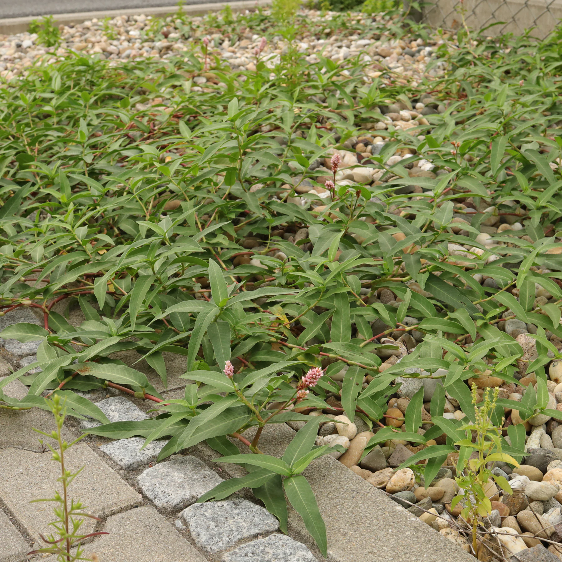 Persicaria amphibia