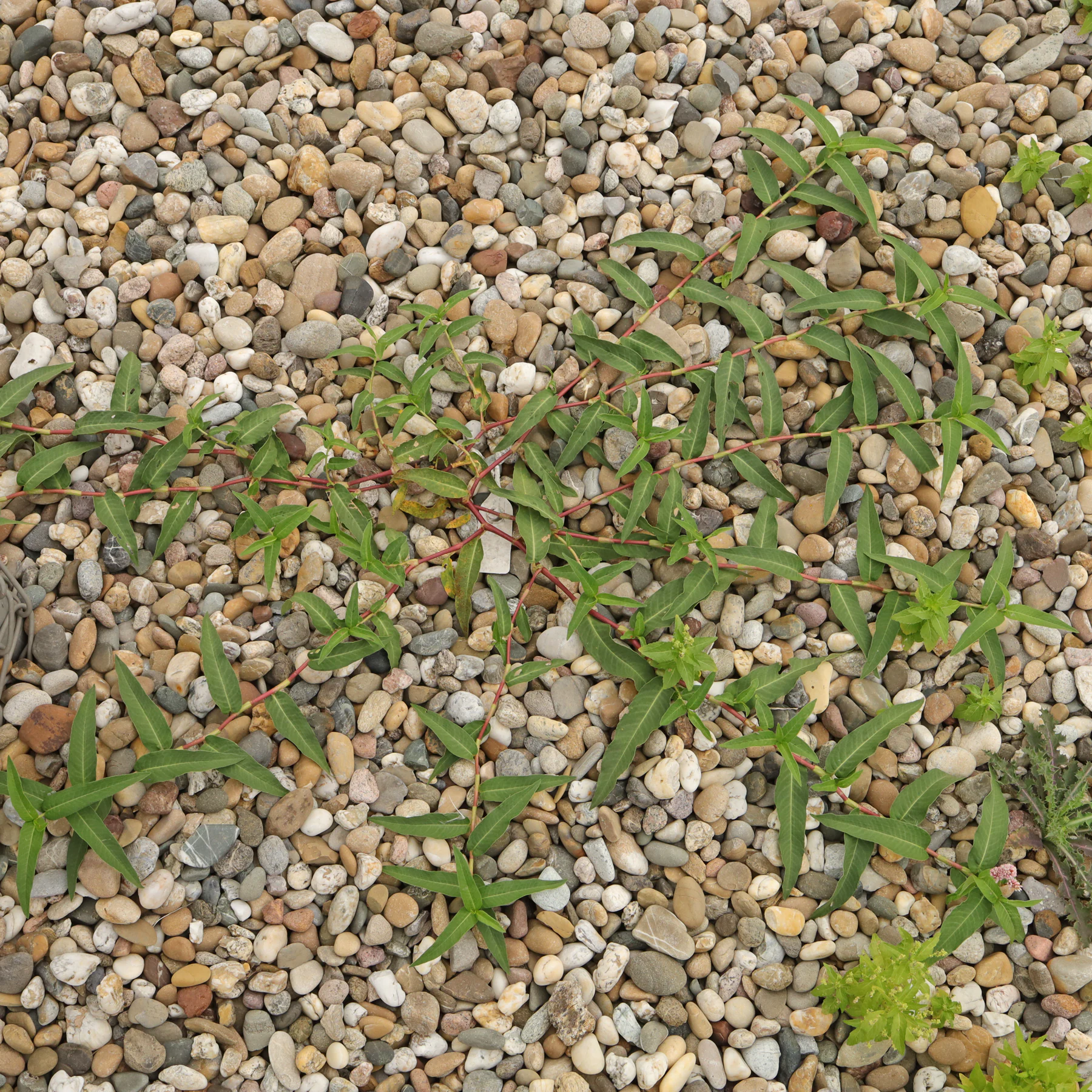 Persicaria amphibia