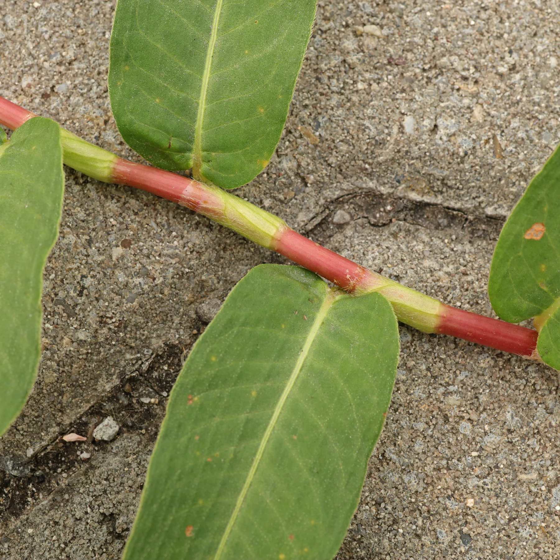Persicaria amphibia