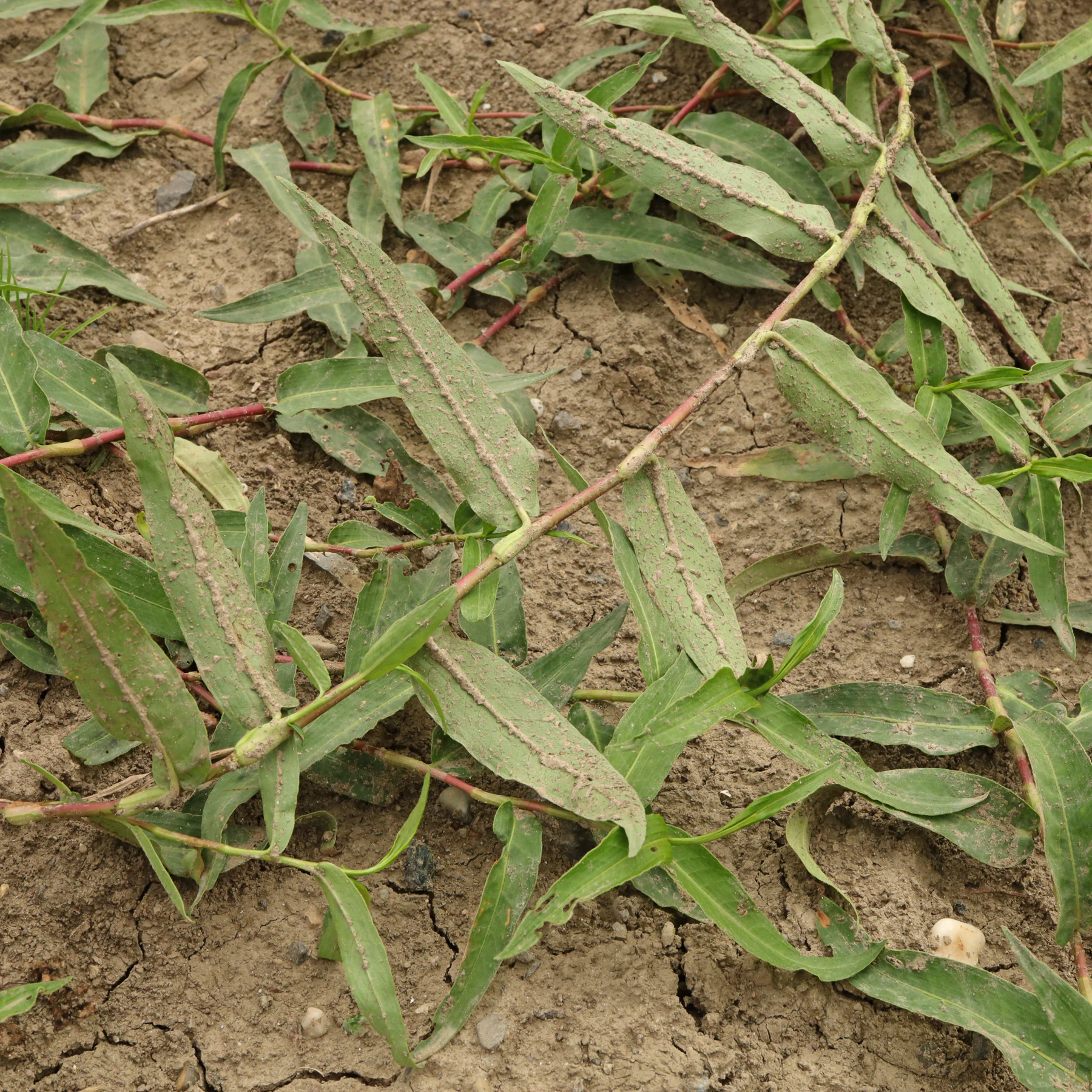 Persicaria amphibia