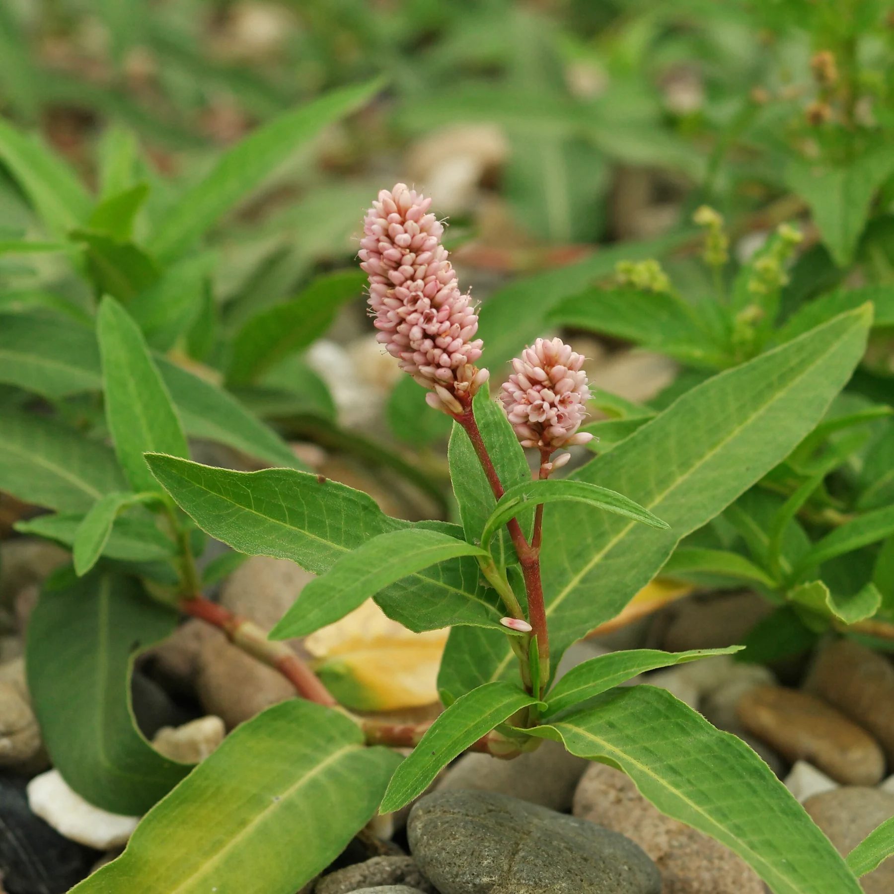 Persicaria amphibia