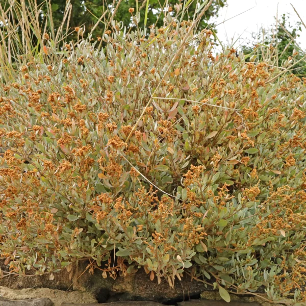 Halimione portulacoides