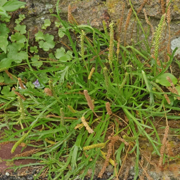Plantago coronopus