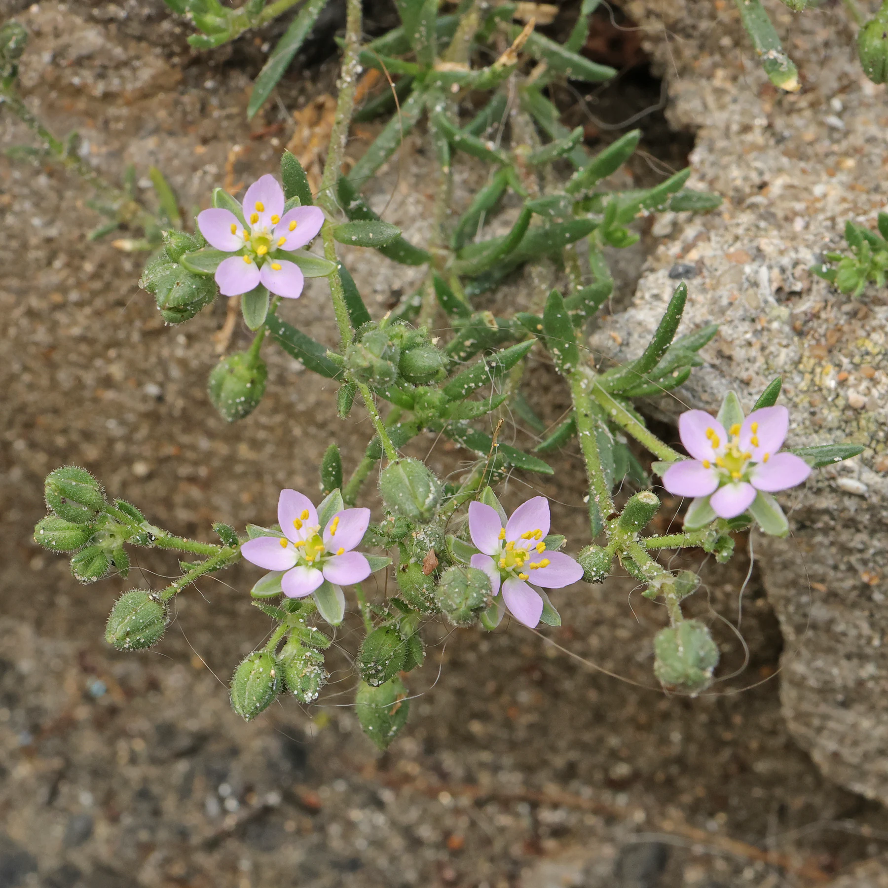 Spergularia rubra 5