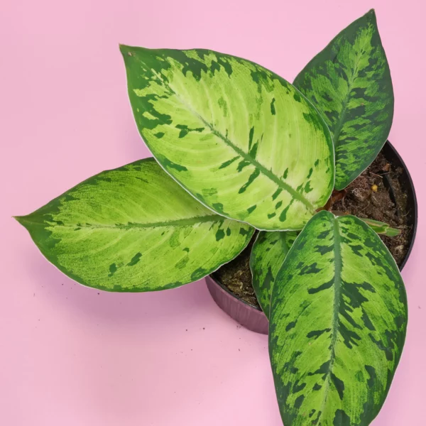 Adelonema wallisii