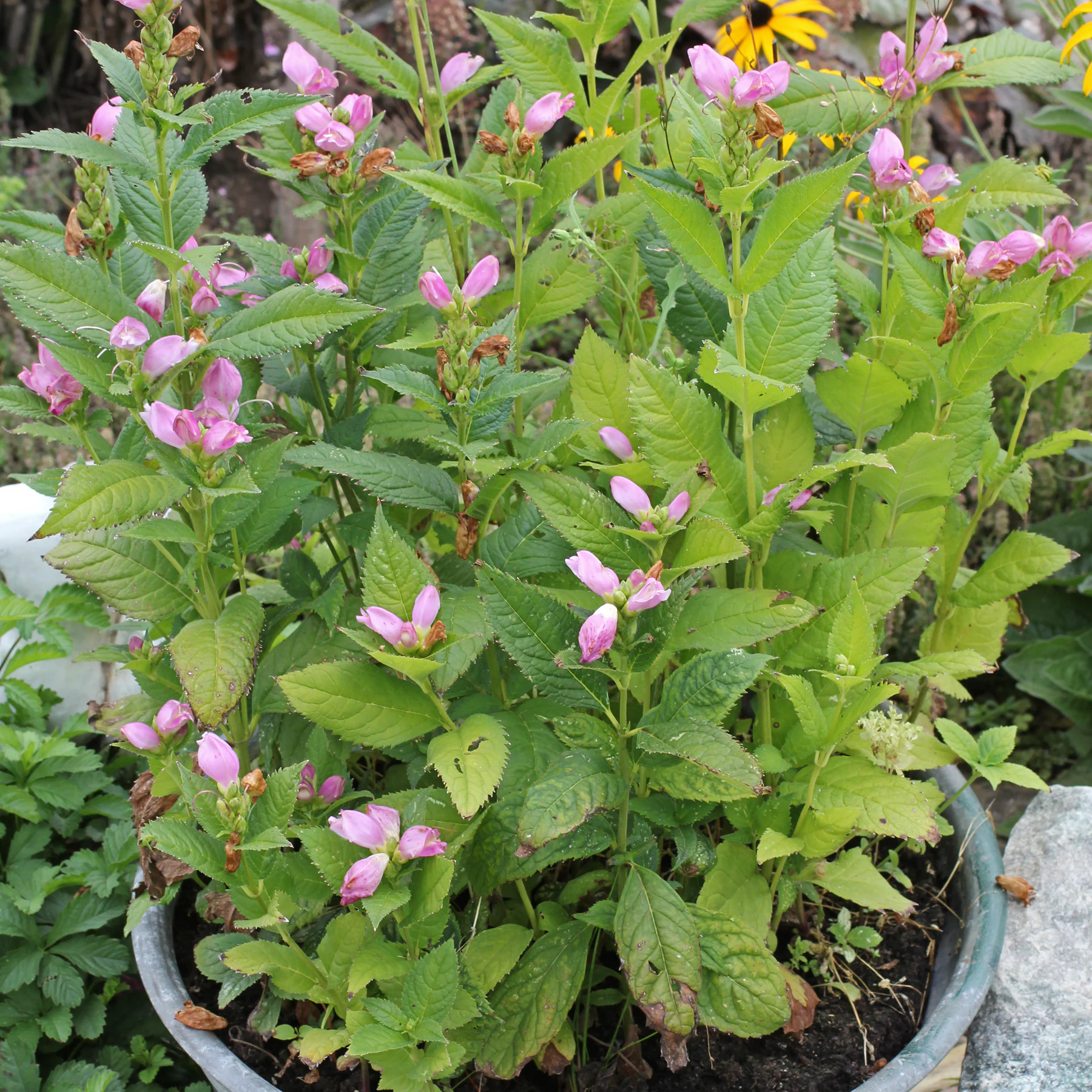 Chelone obliqua