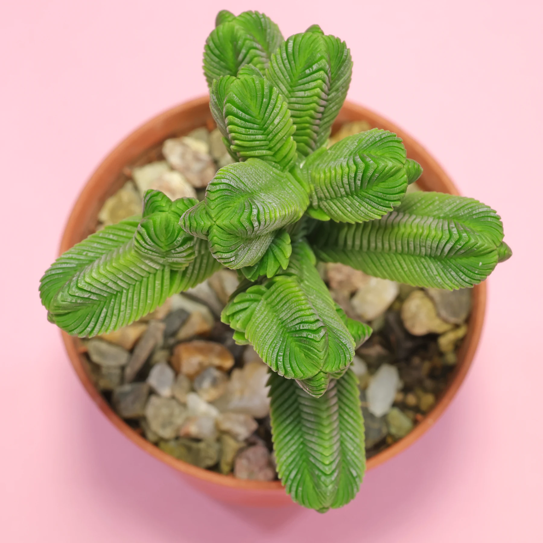 Crassula pyramidalis 1