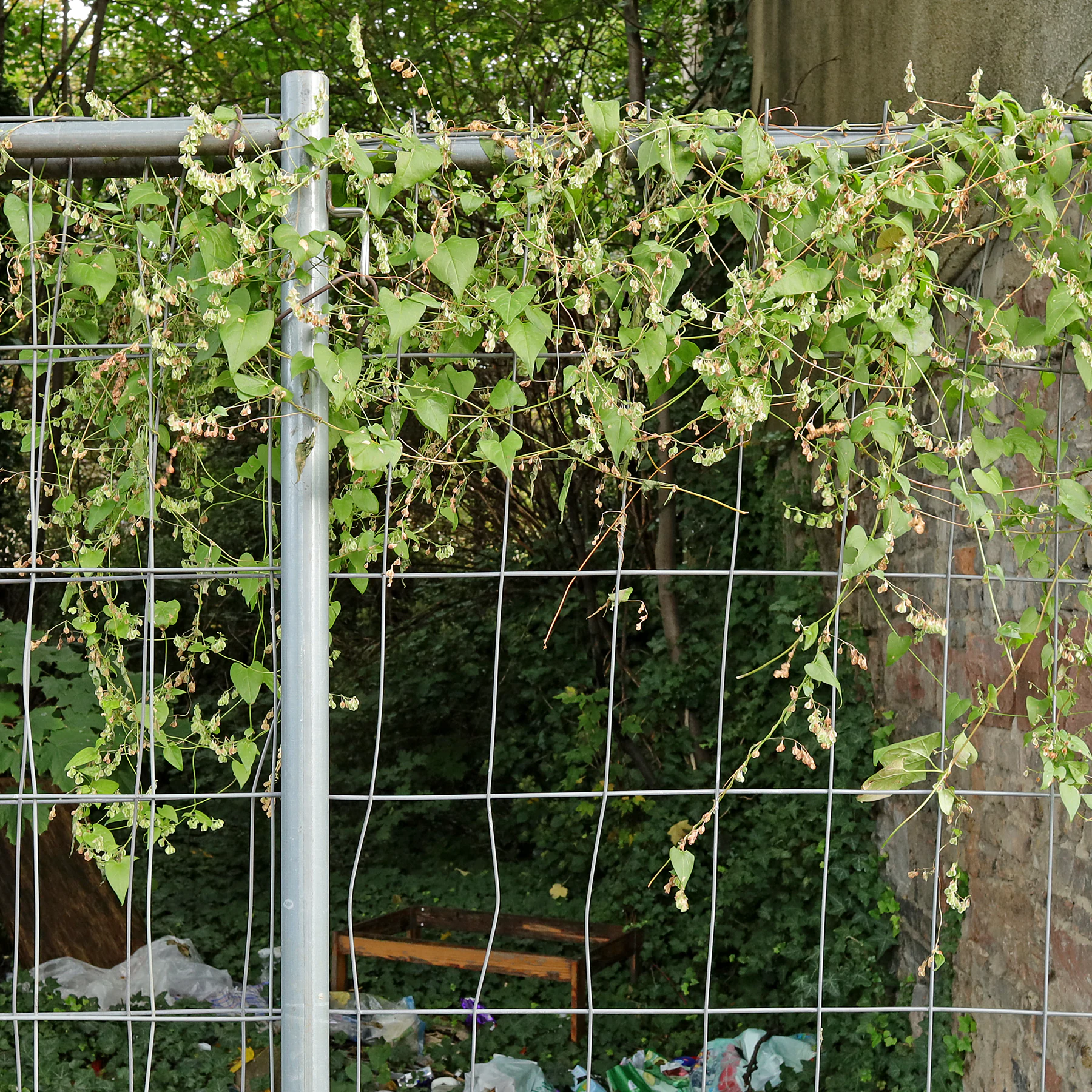 Fallopia dumetorum 1