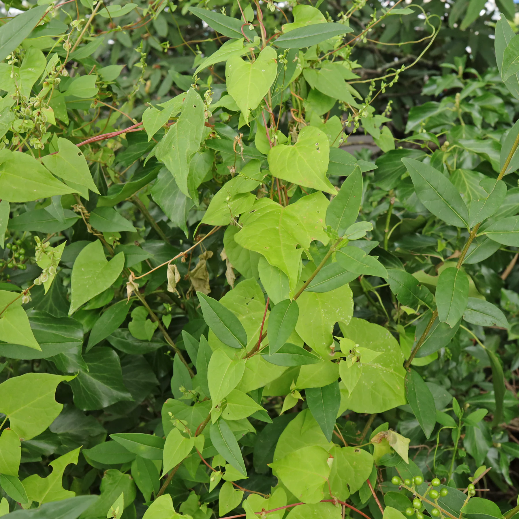 Fallopia dumetorum 2