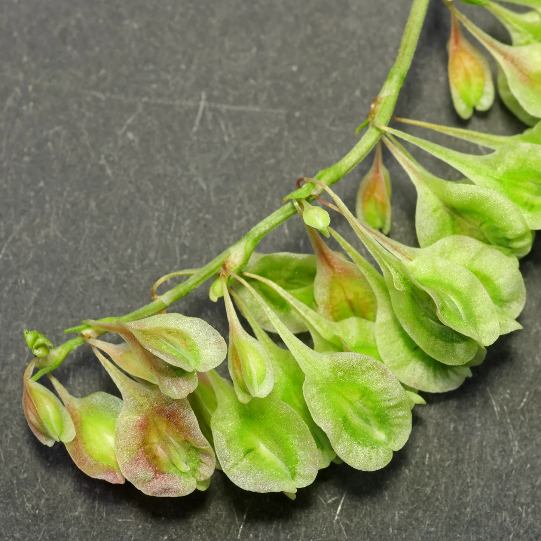 Fallopia dumetorum 4