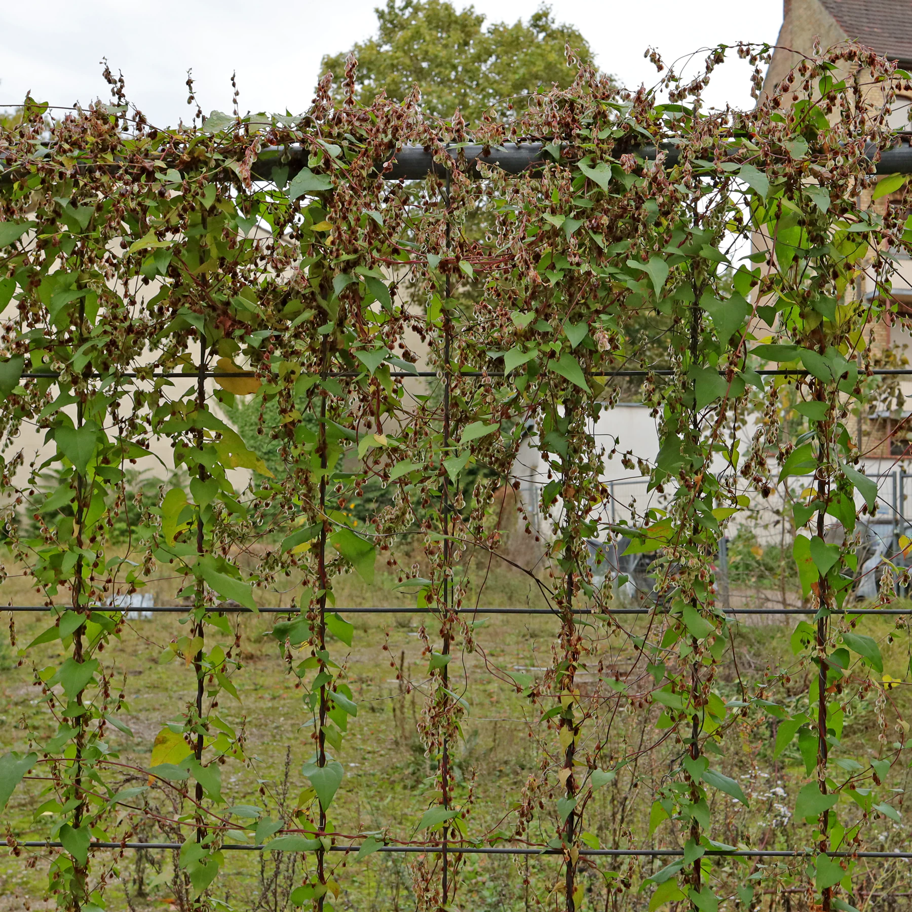 Fallopia dumetorum 5