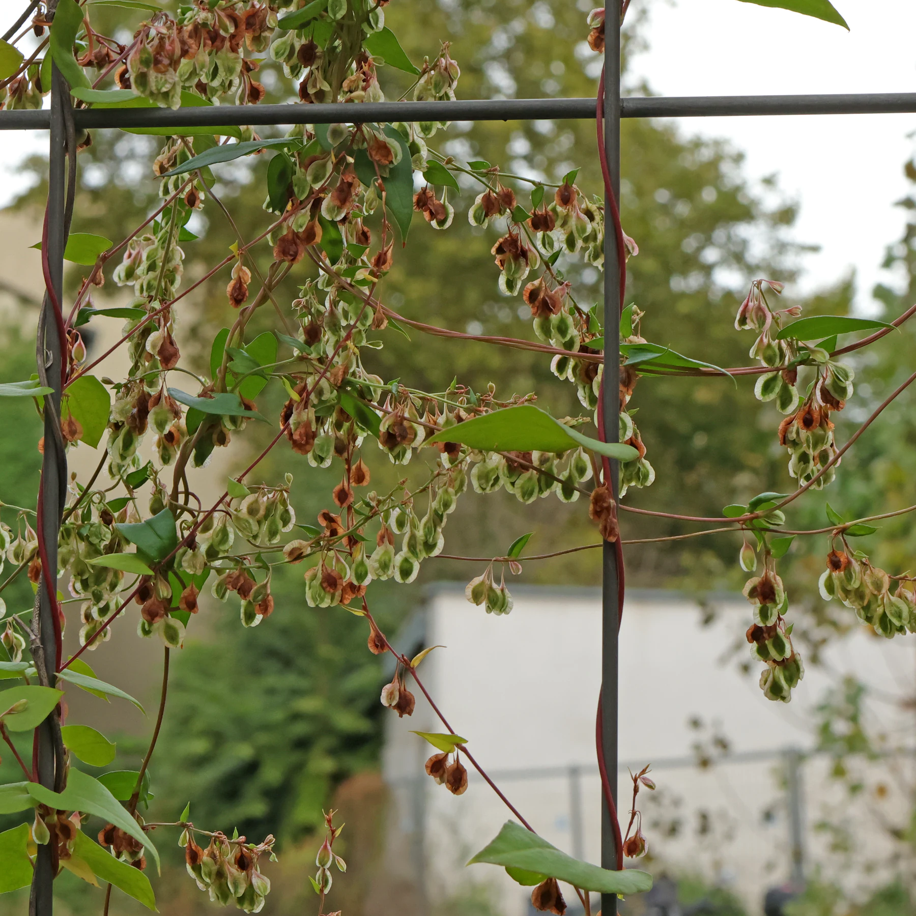 Fallopia dumetorum 7