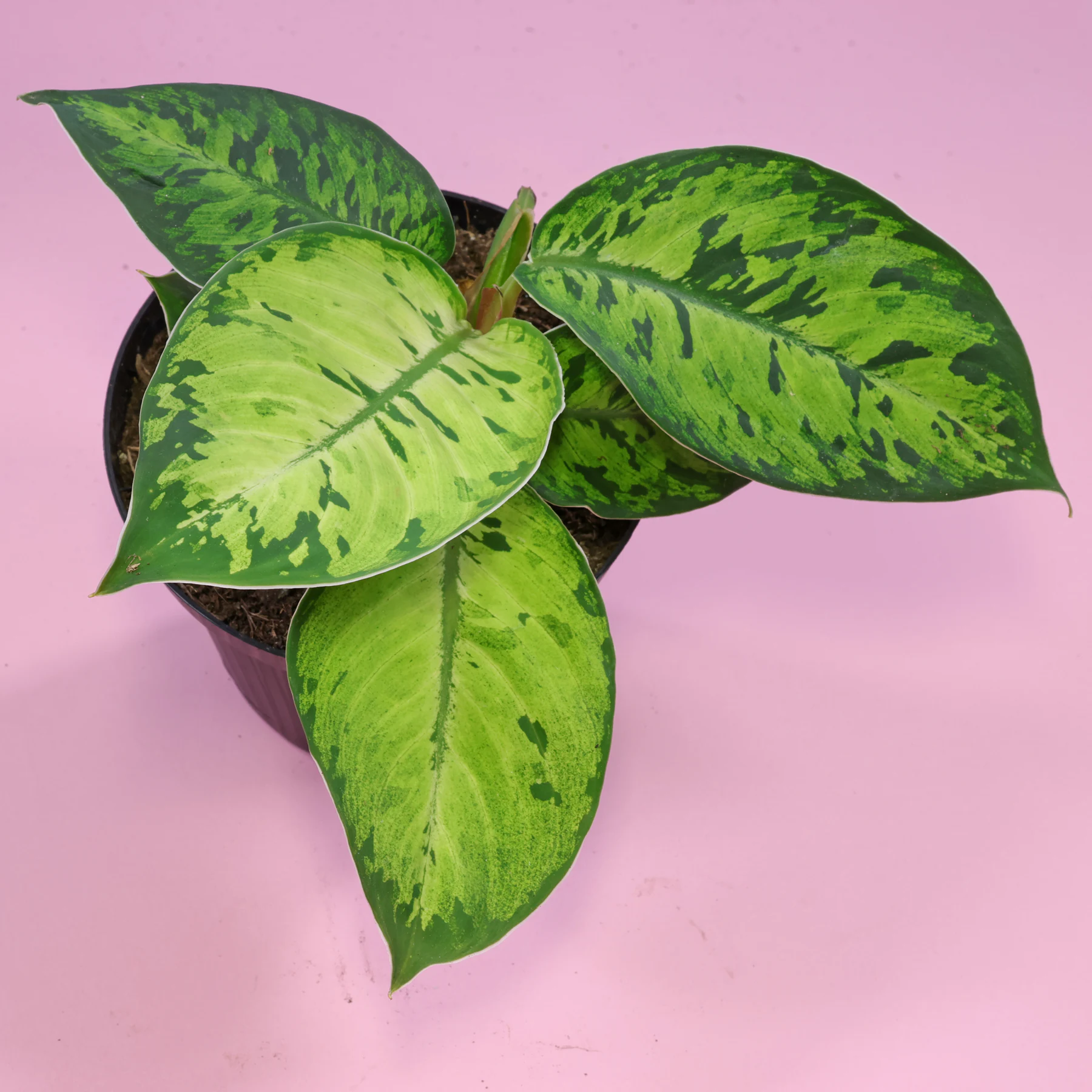 Homalomena Adelonema wallisii