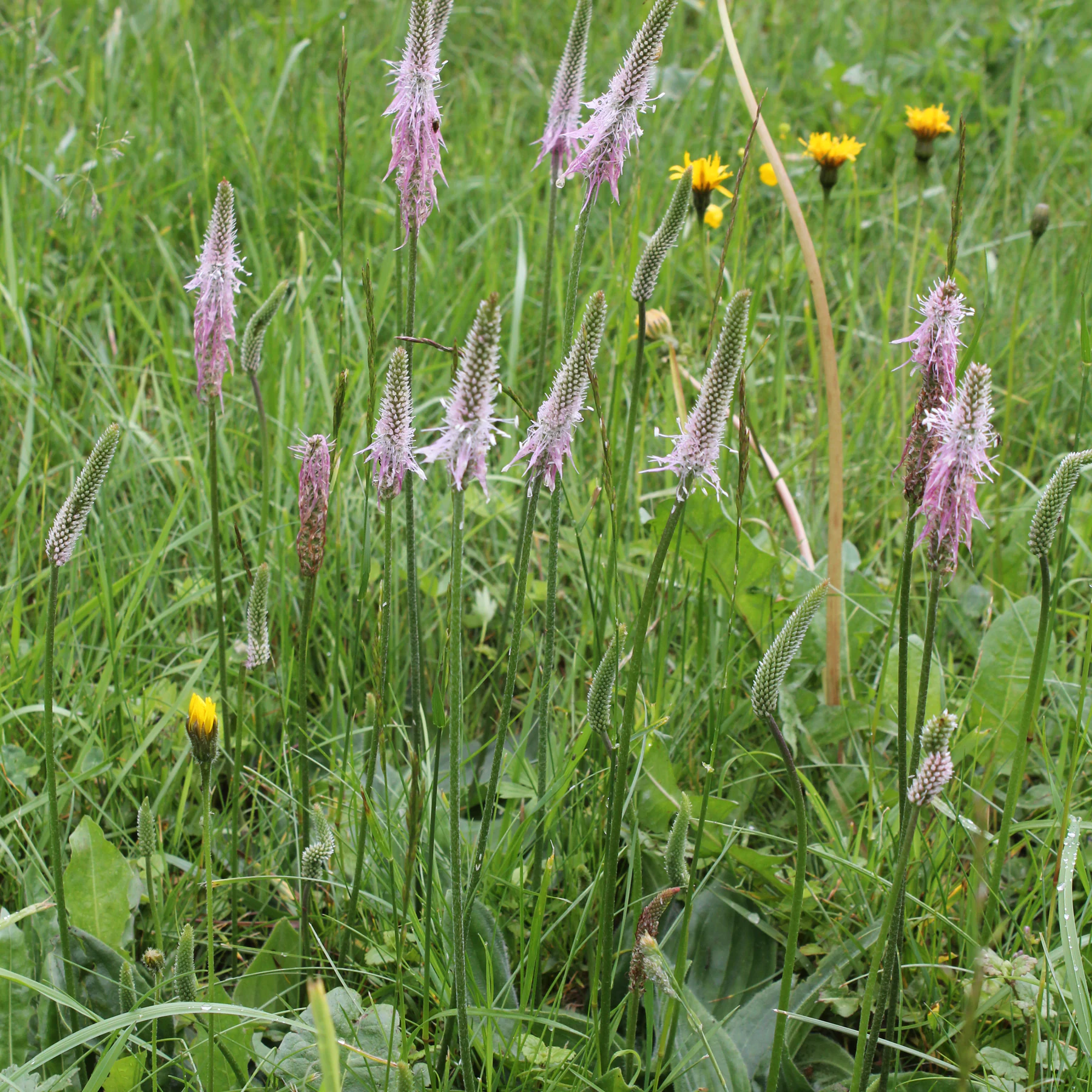 Rodkampar Plantago media