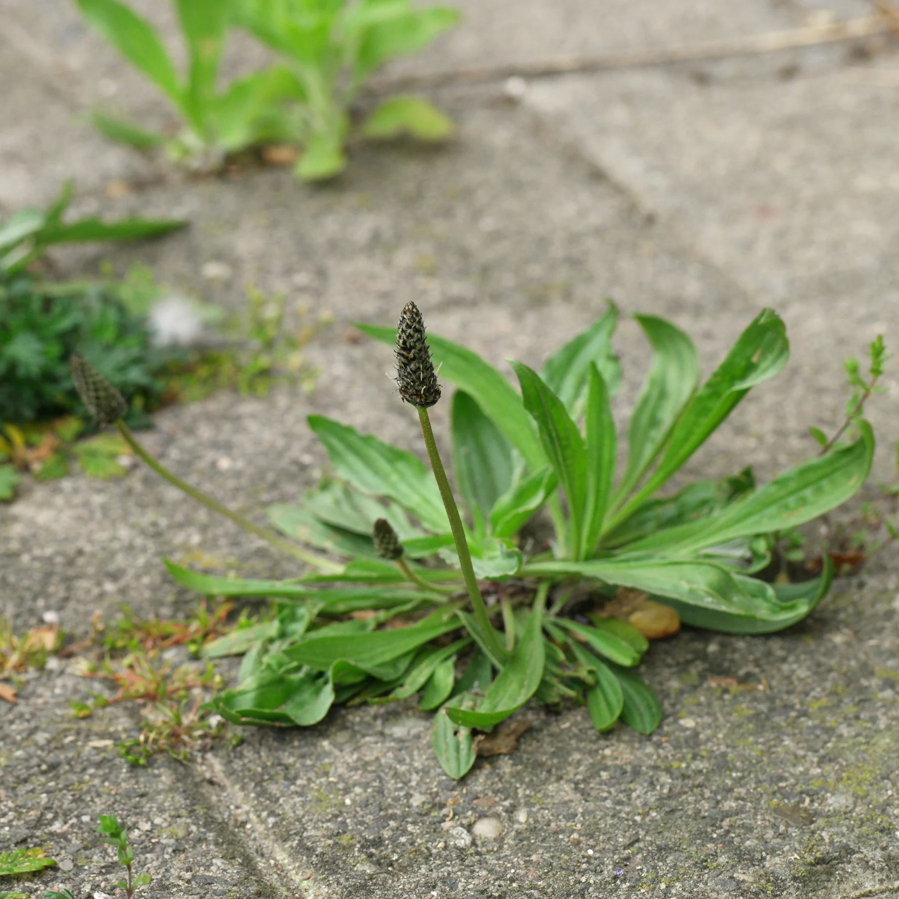 Svartkampar Plantago lanceolata