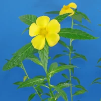 Turnera ulmifolia