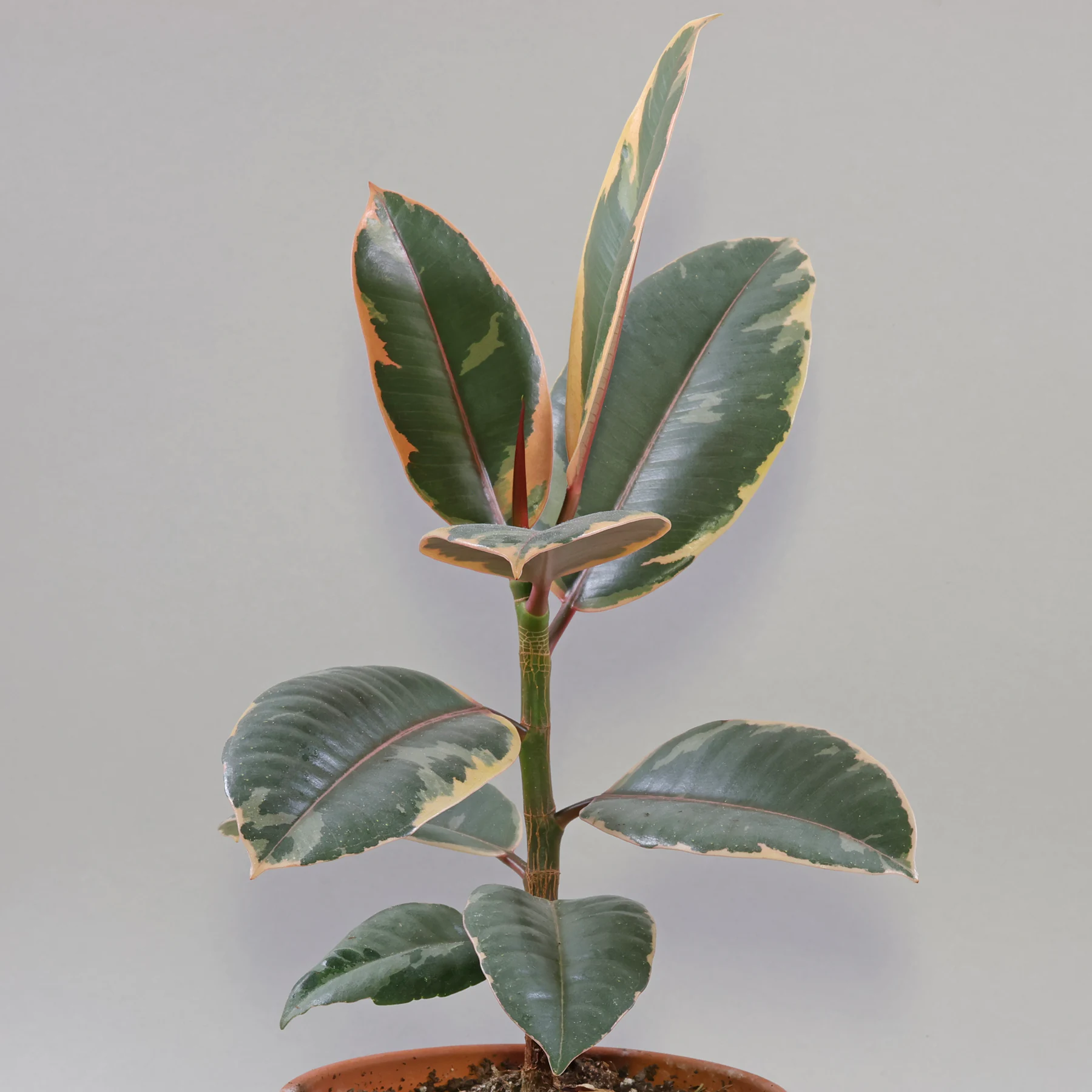 Ficus elastica Belize