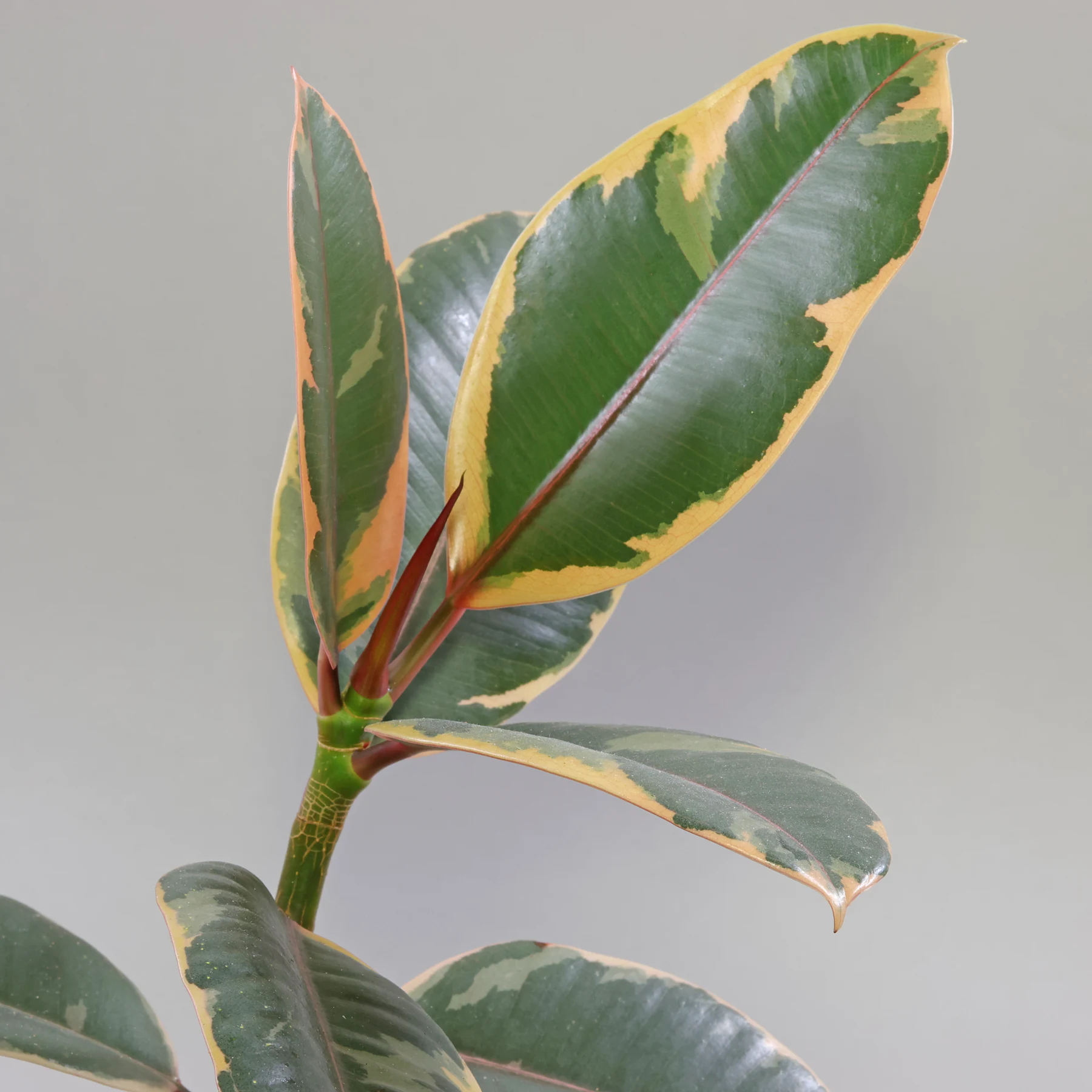 Ficus elastica Belize