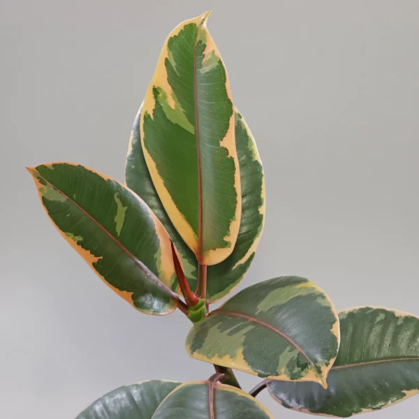 Ficus elastica Belize