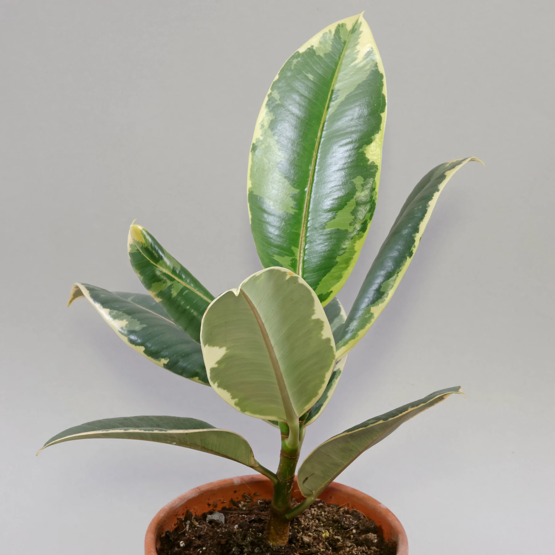 Ficus elastica Tineke