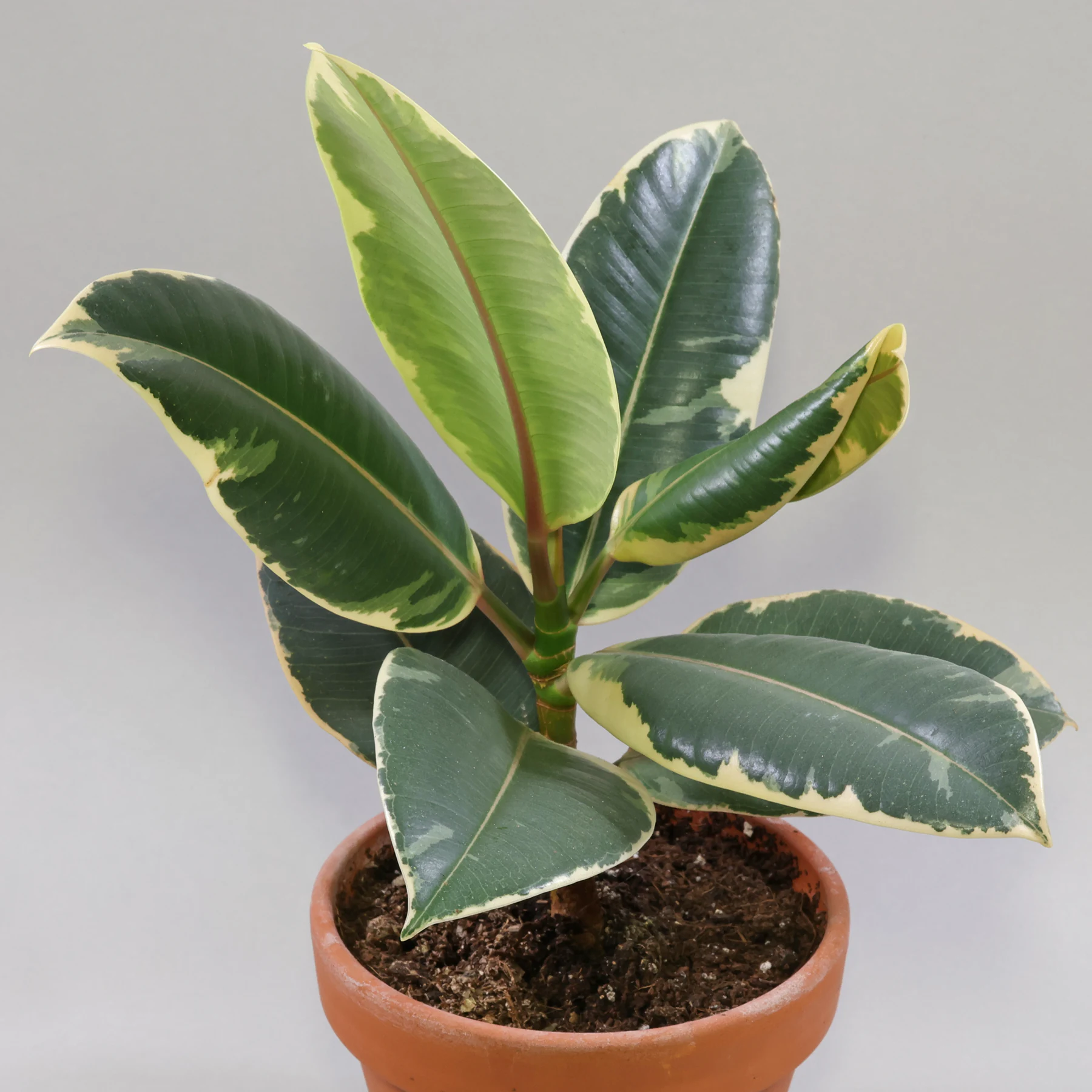 Ficus elastica Tineke