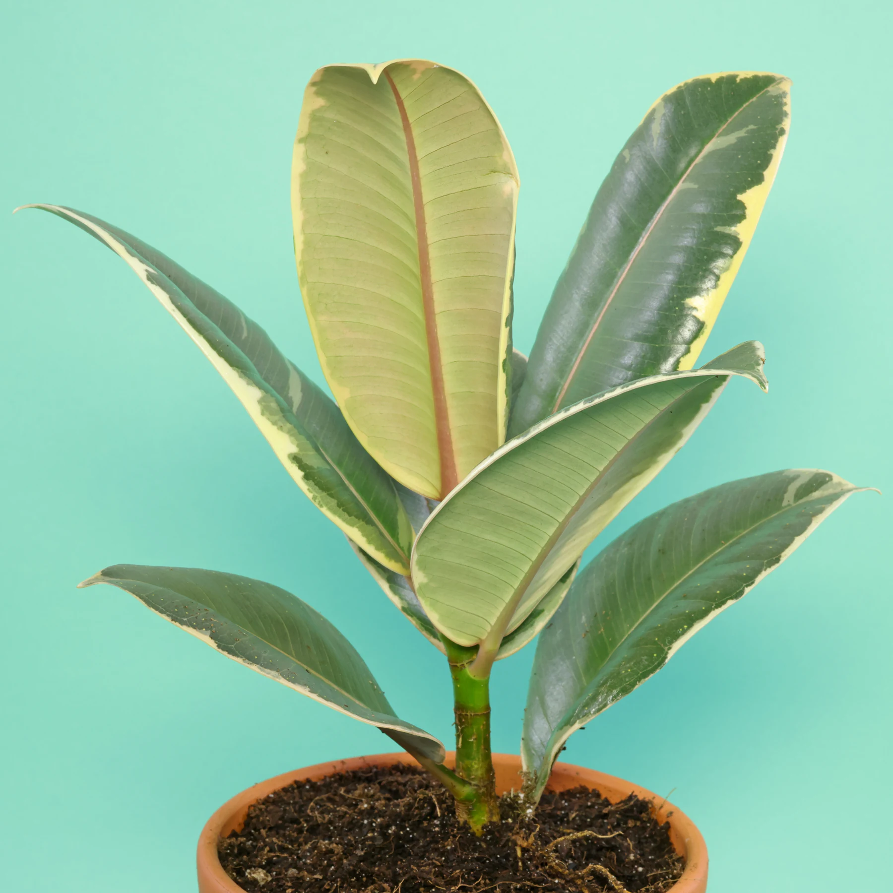 Ficus elastica Tineke