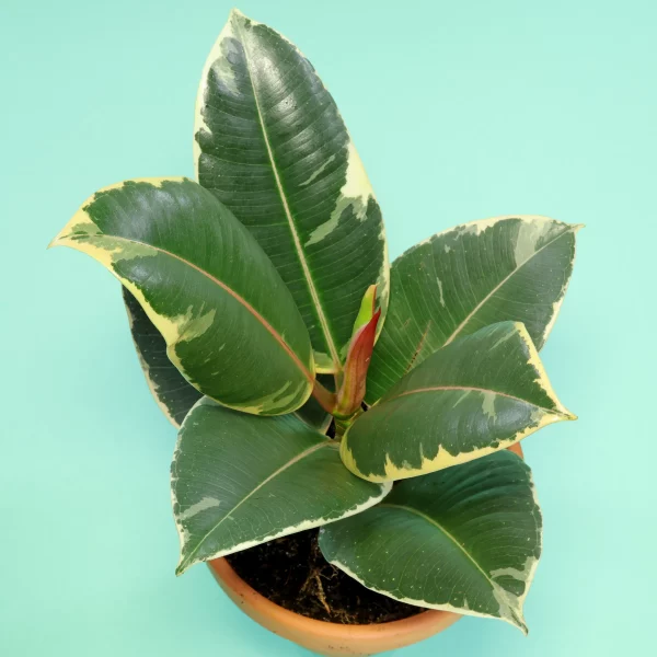 Ficus elastica Tineke