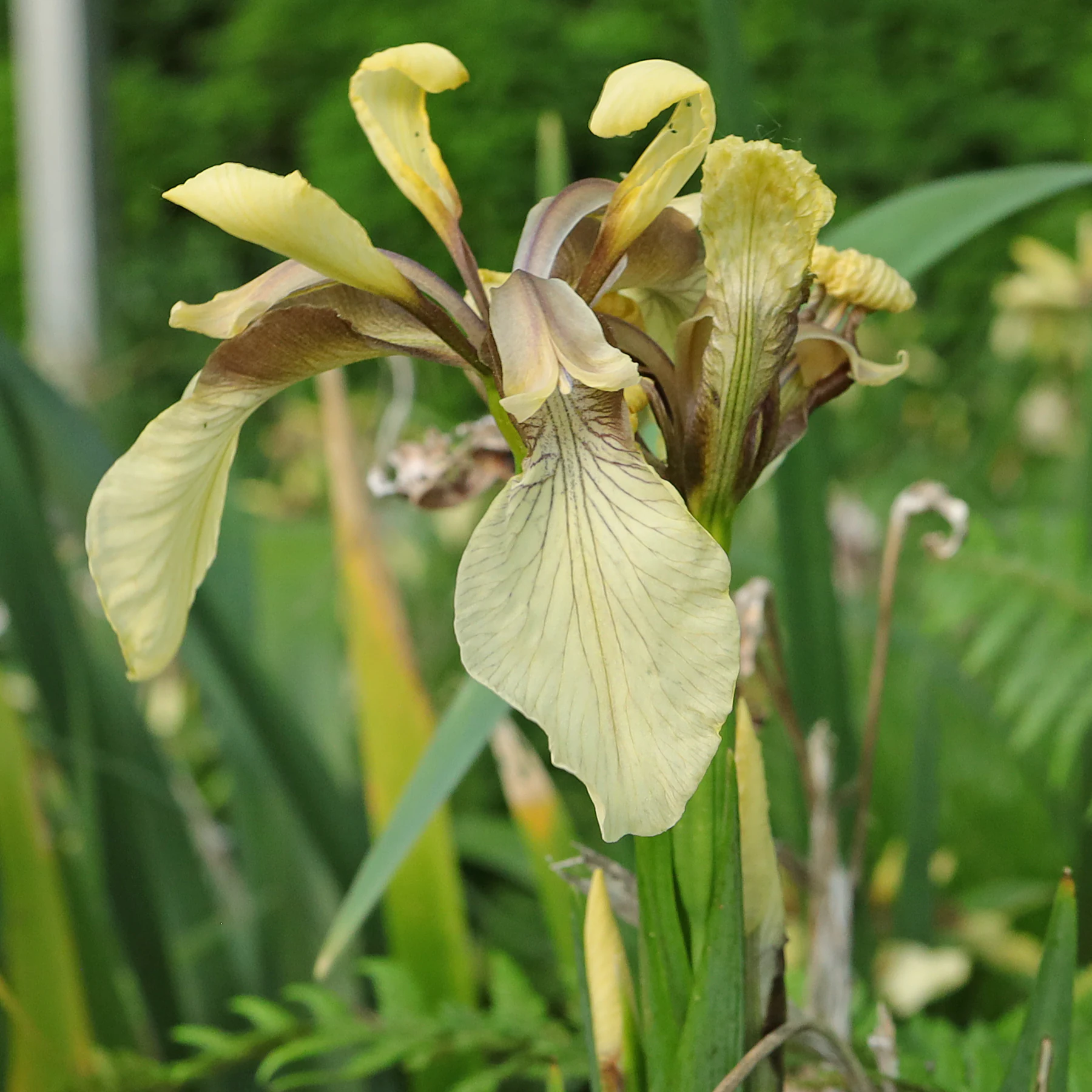 Iris foetidissima