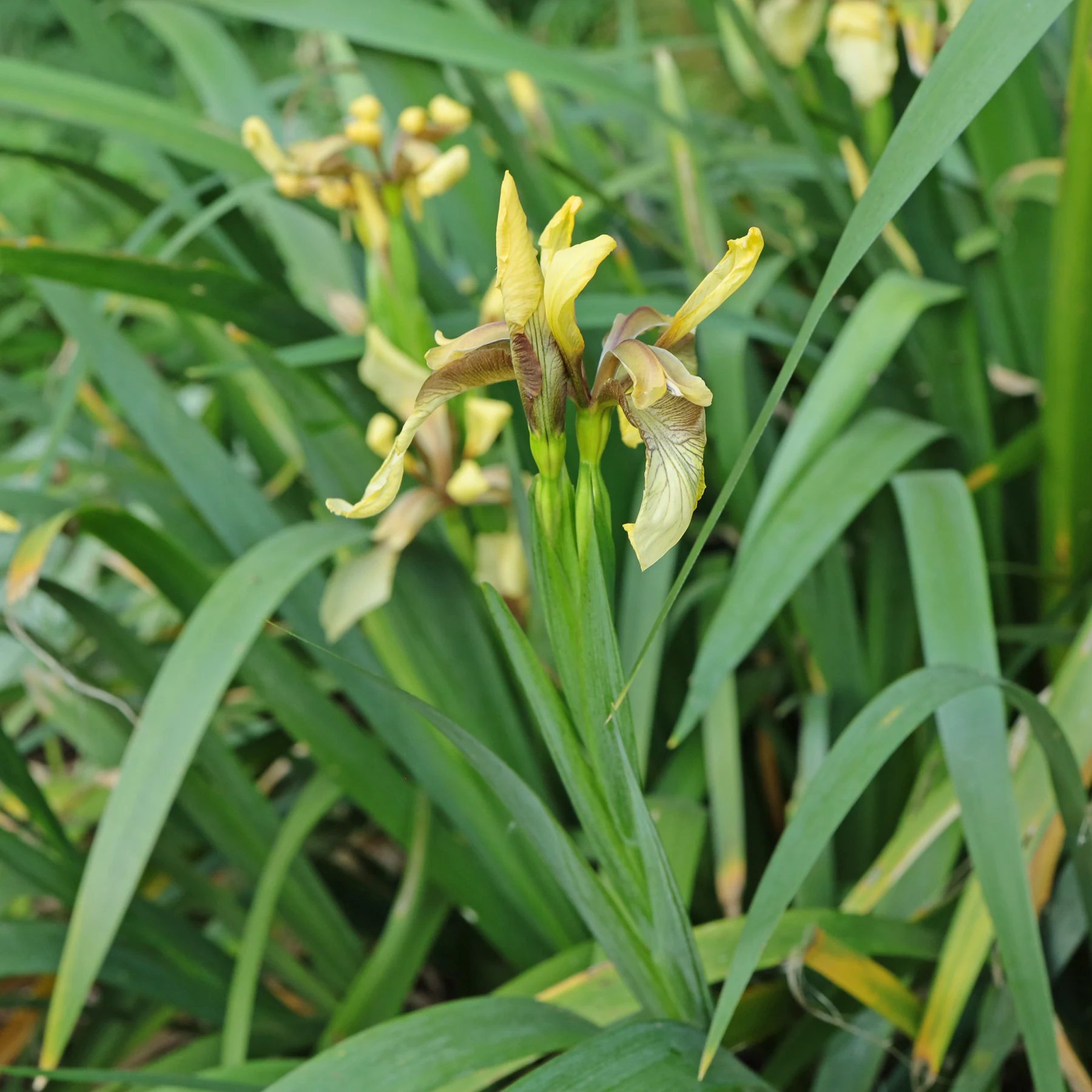 Iris foetidissima