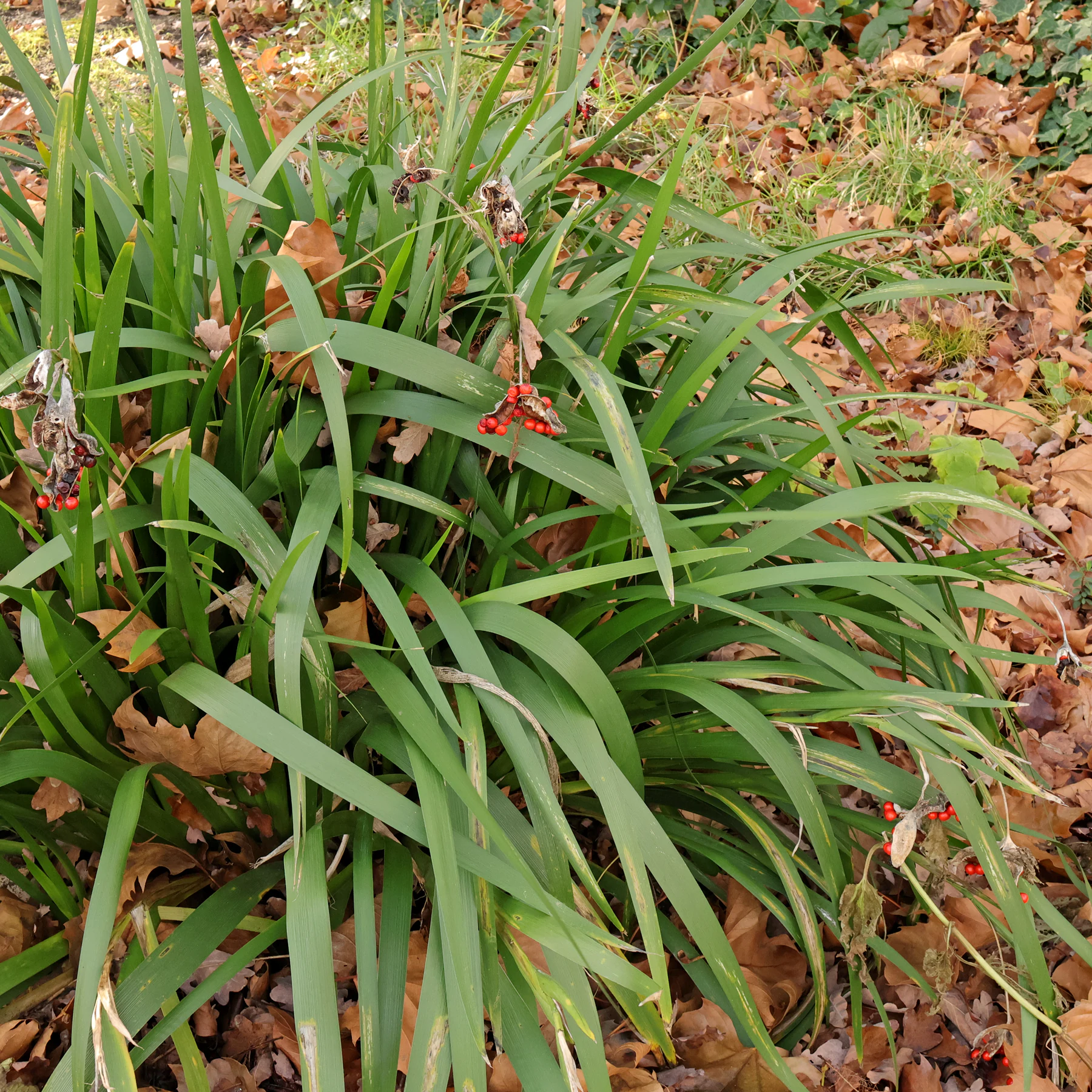 Iris foetidissima