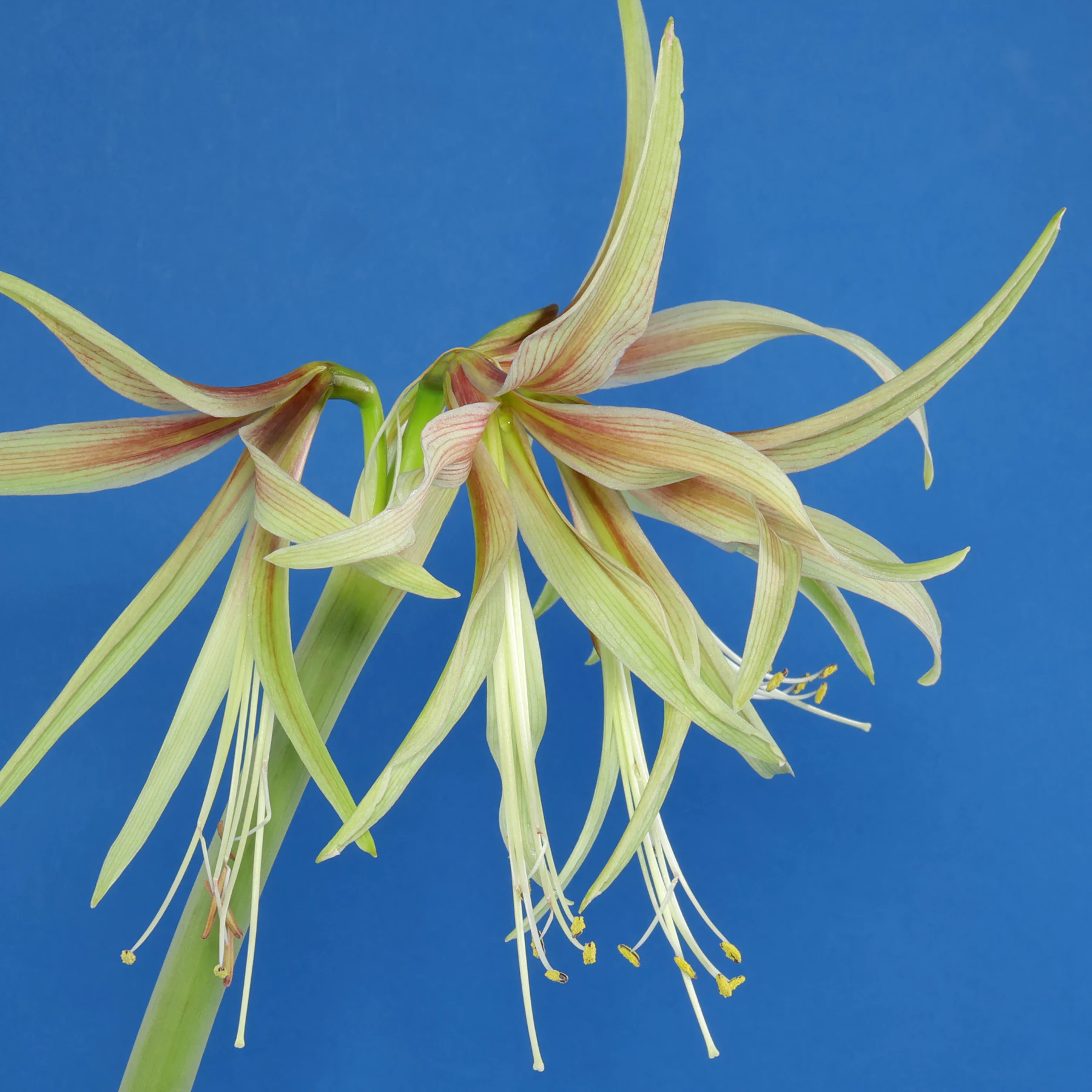 Hippeastrum cybister Emerald