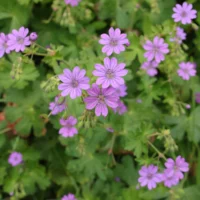 Geranium pyrenaicum