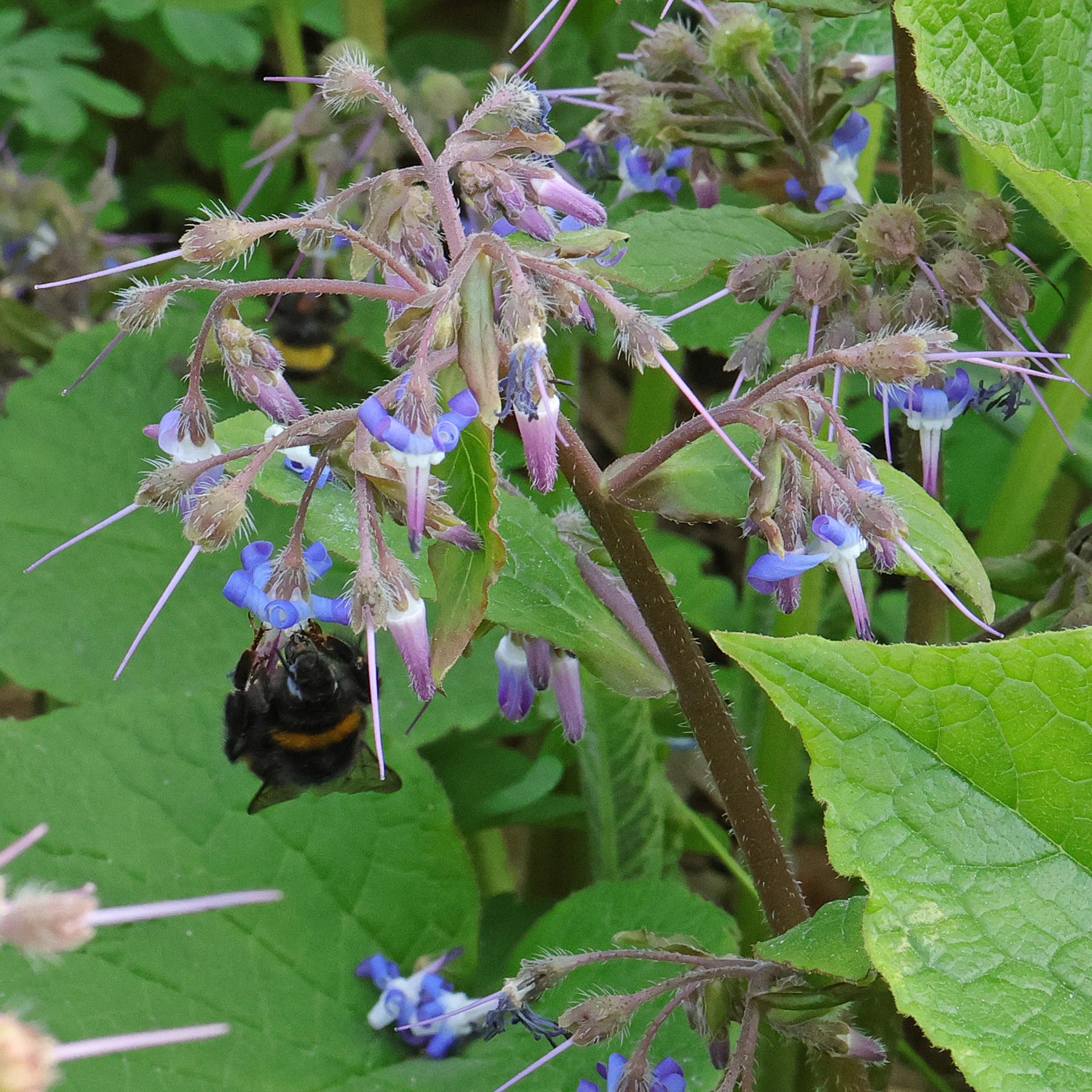 Trachystemon orientalis