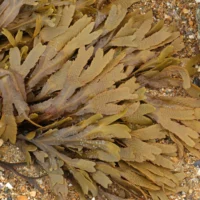 Fucus serratus