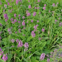 Betonica officinalis cv