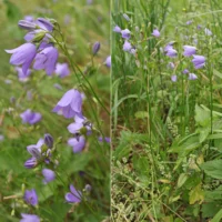 Campanula rotundifolia