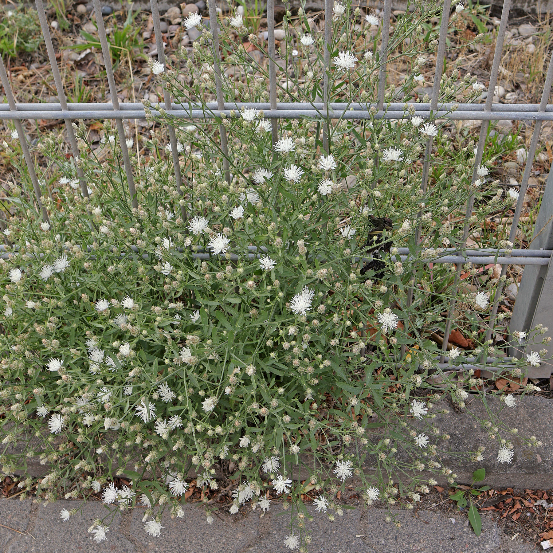 Centaurea diffusa