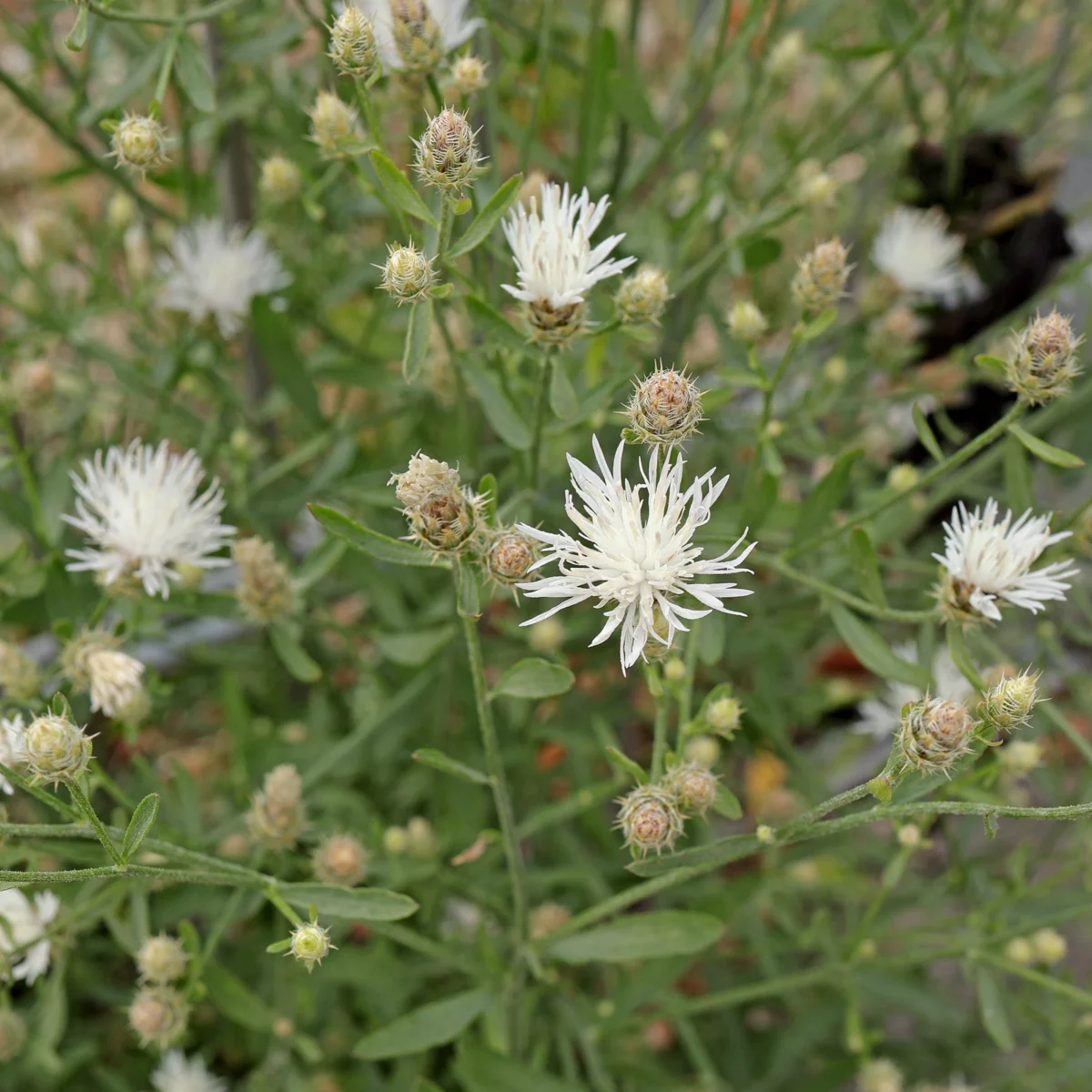 Centaurea diffusa
