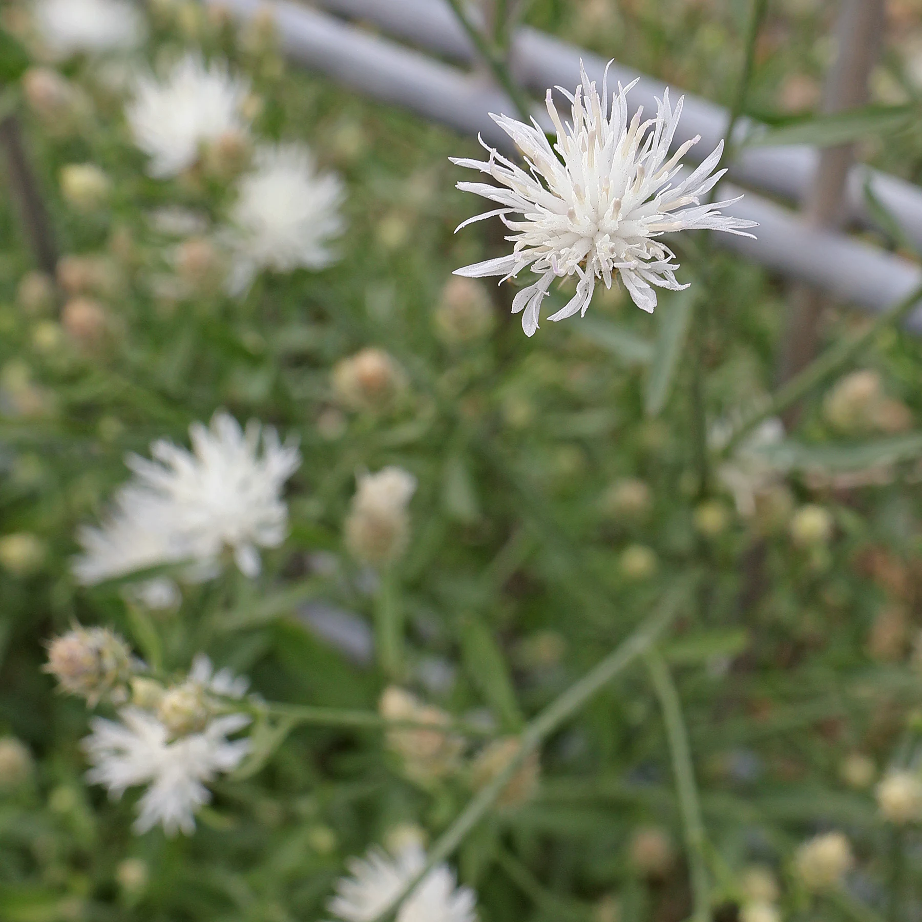 Centaurea diffusa