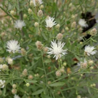 Centaurea diffusa