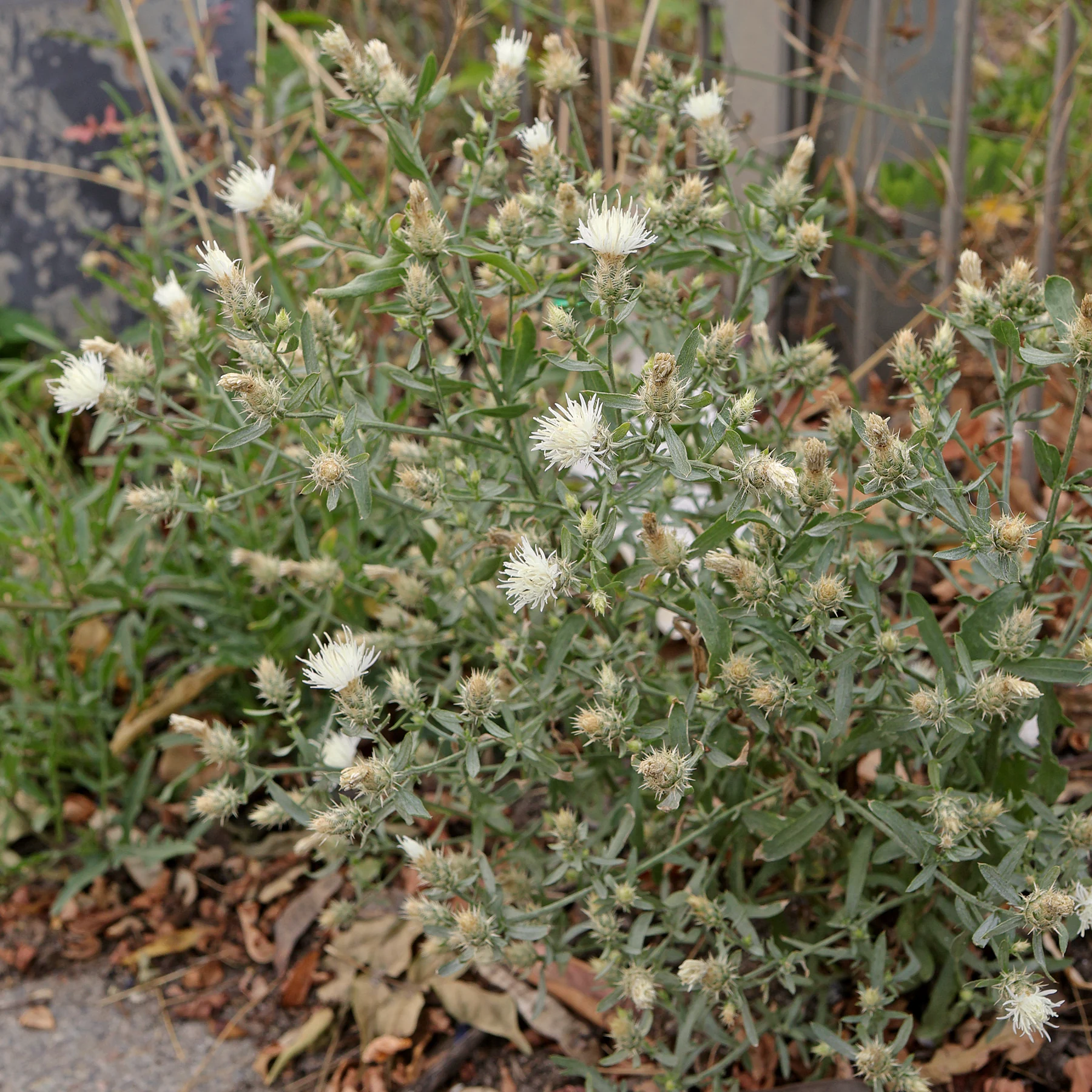 Centaurea diffusa