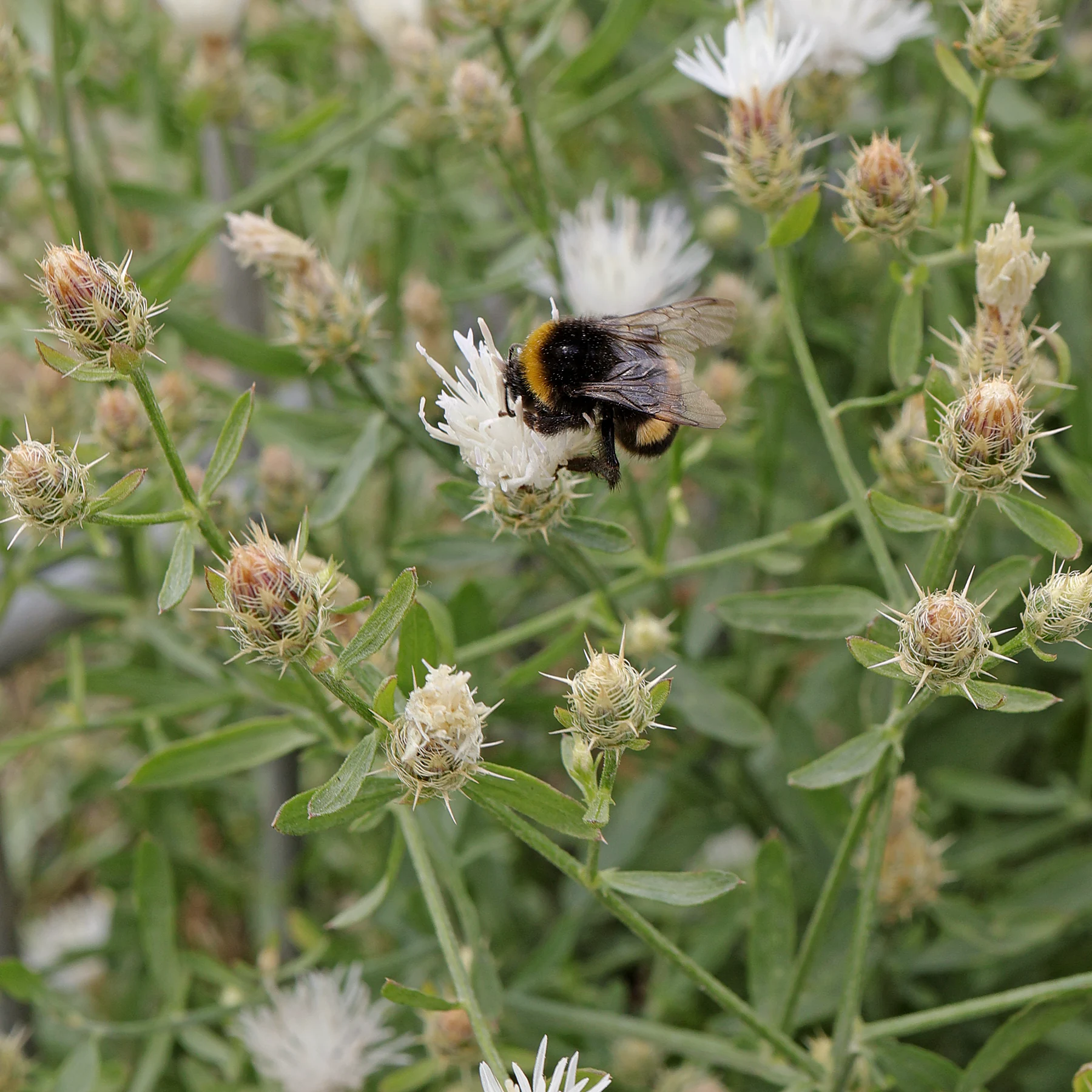 Centaurea diffusa