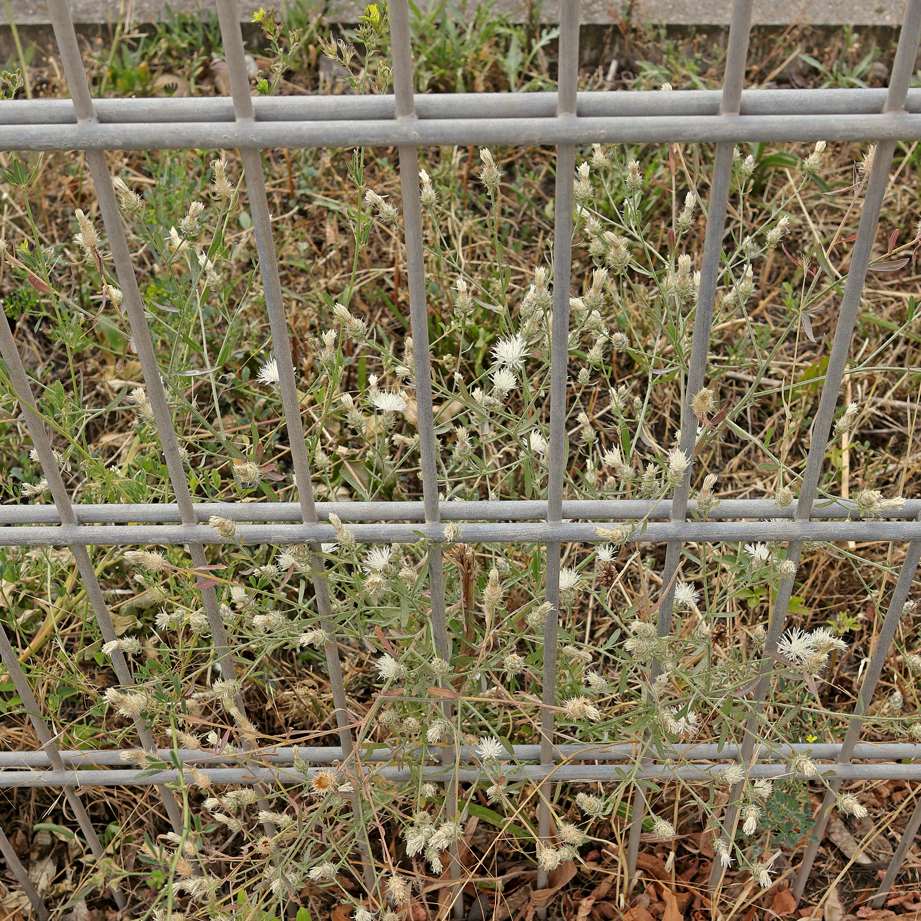 Centaurea diffusa