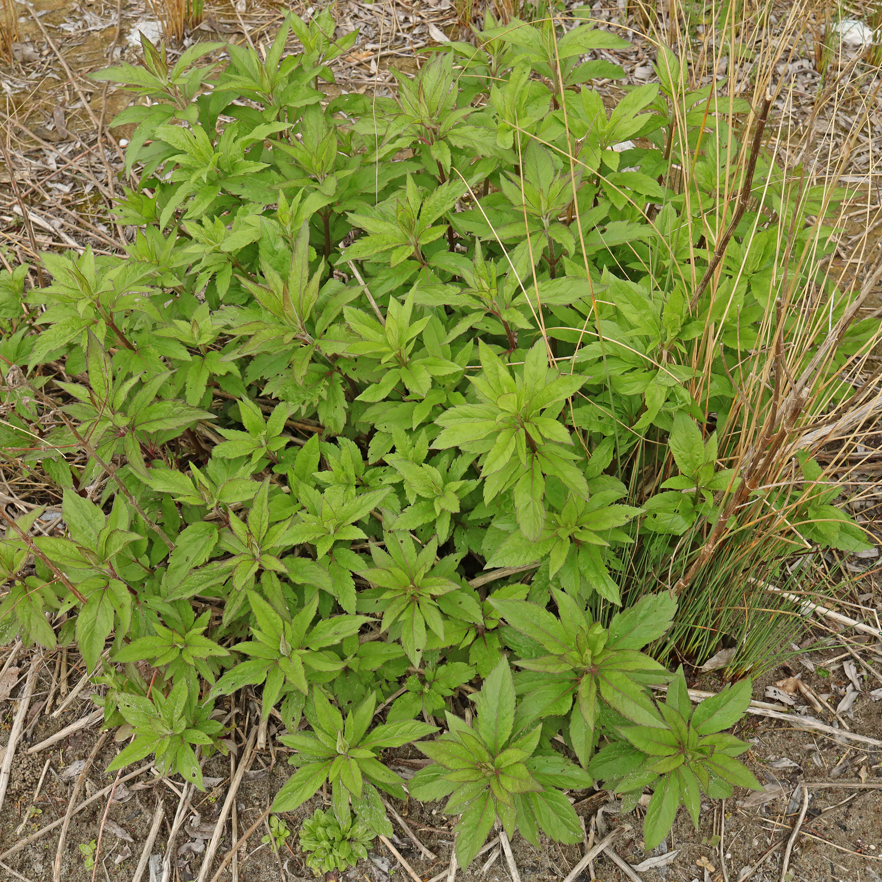 Eupatorium cannabinum bladen