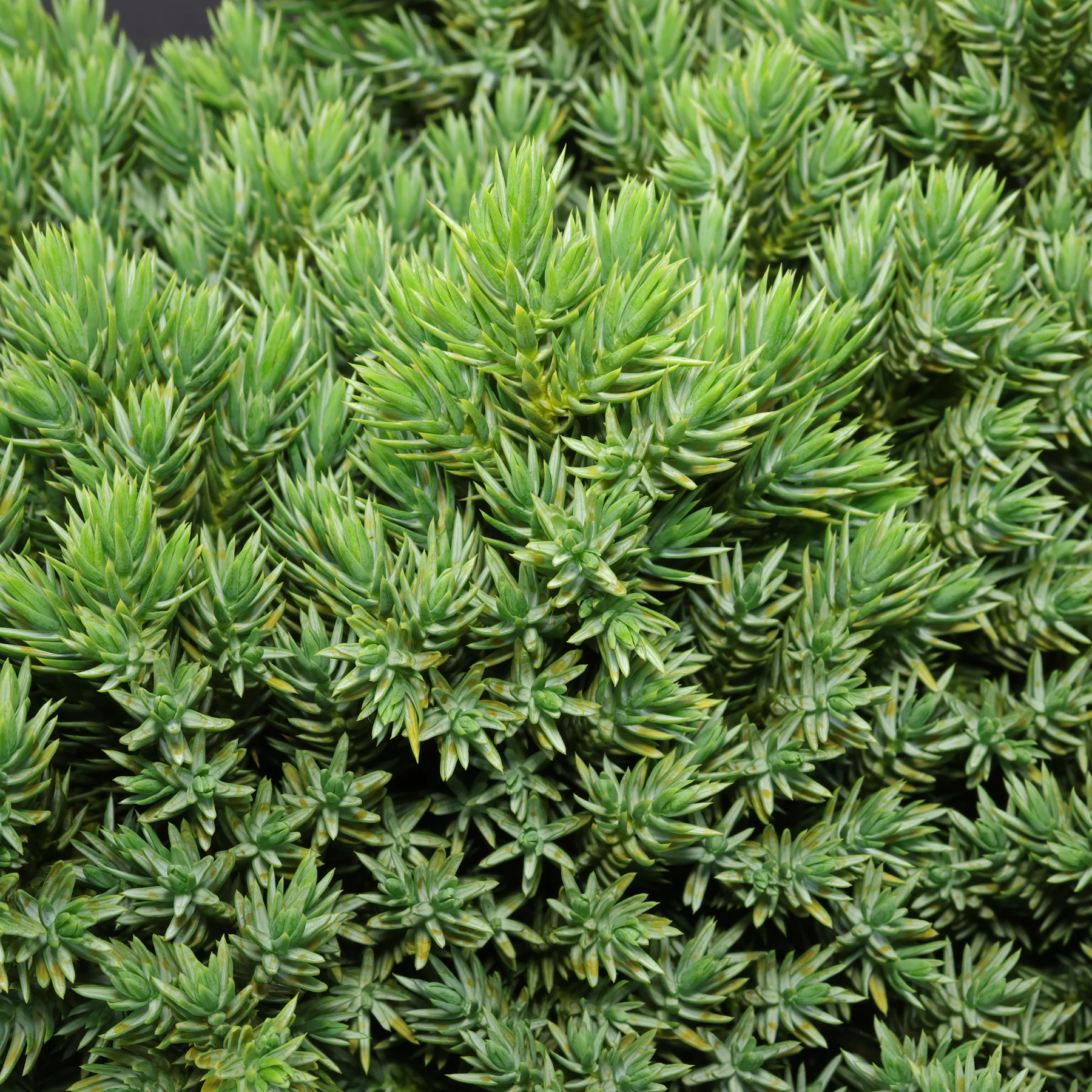 Juniperus squamata Blue Star