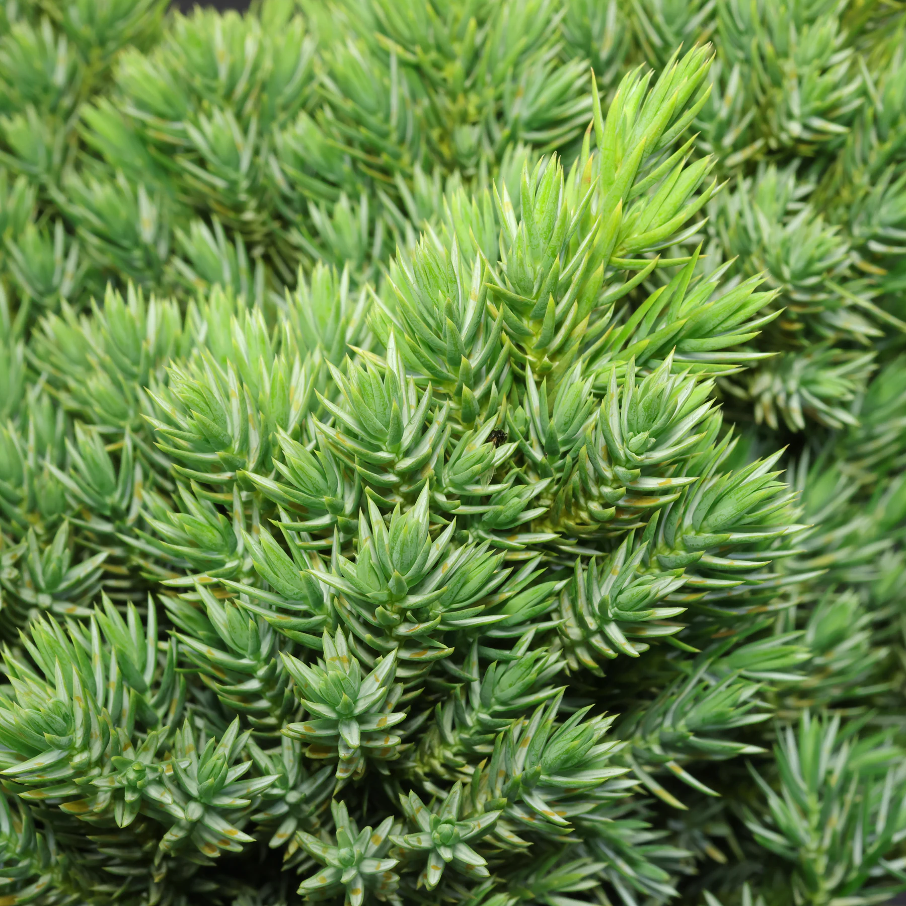 Juniperus squamata Blue Star