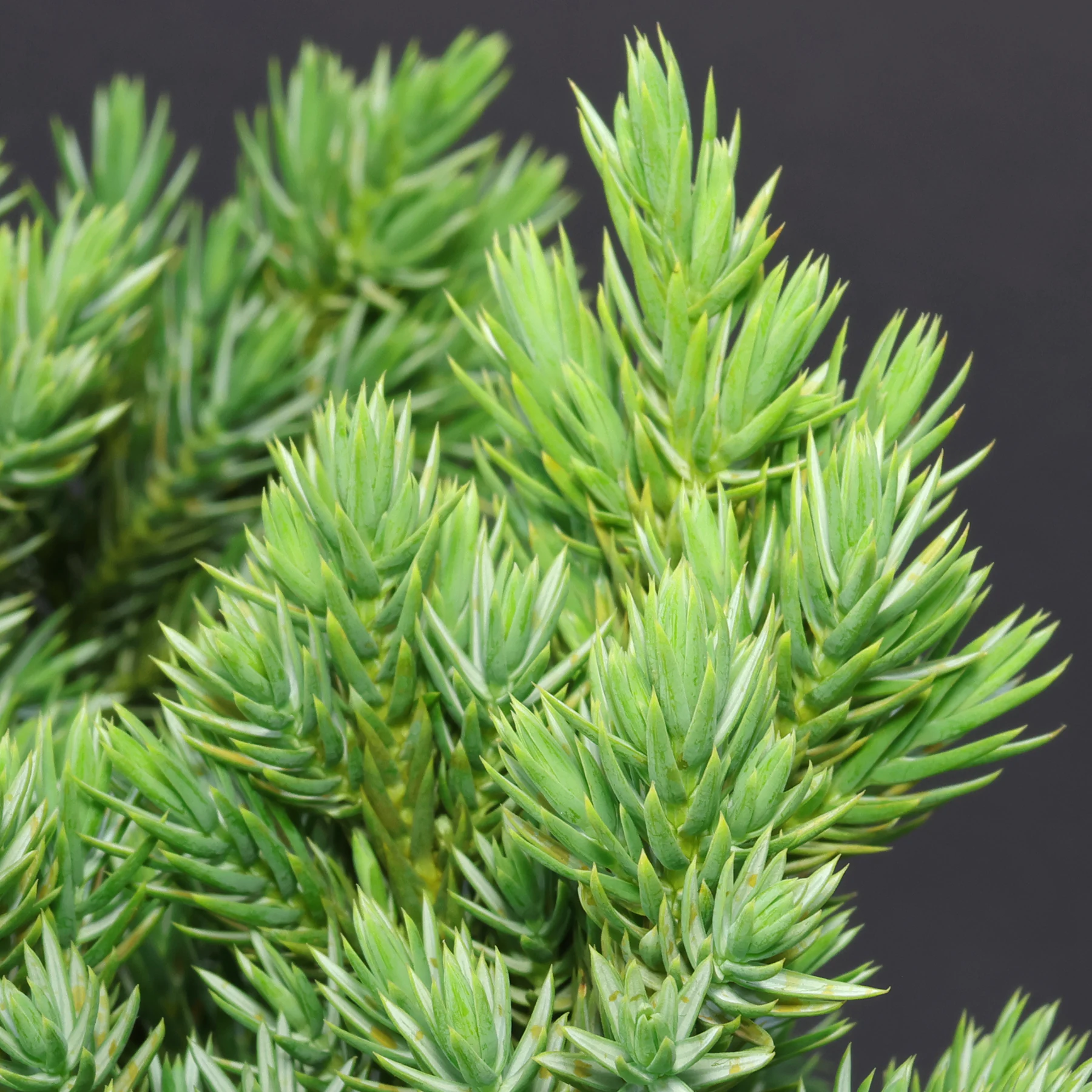 Juniperus squamata Blue Star