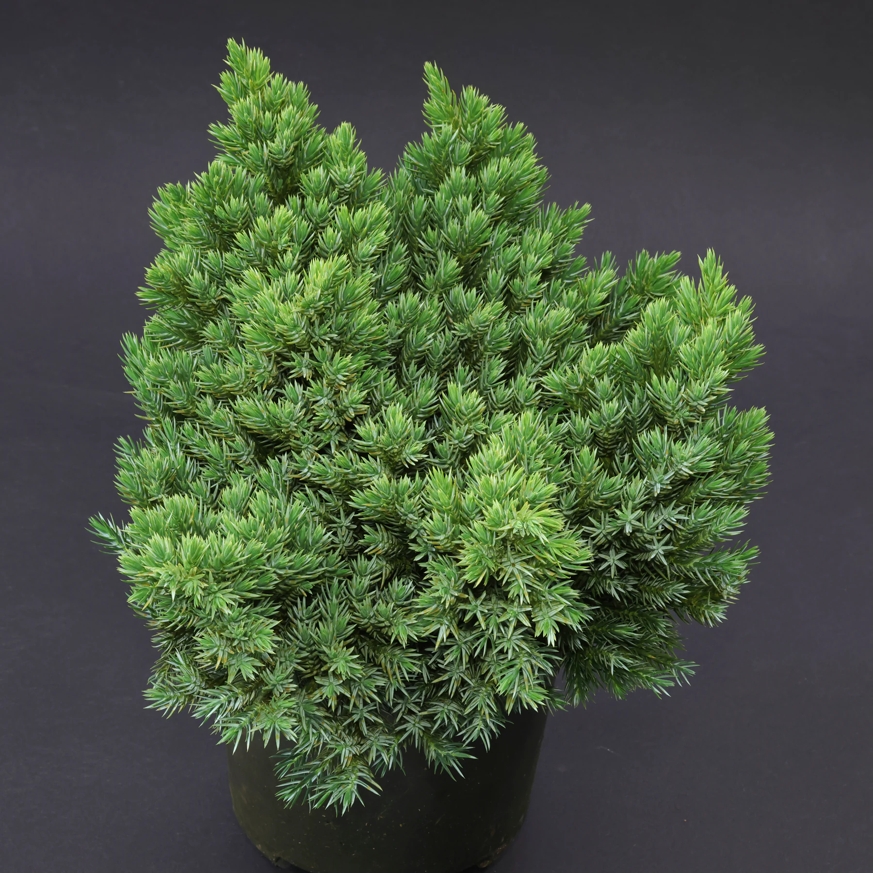 Juniperus squamata Blue Star