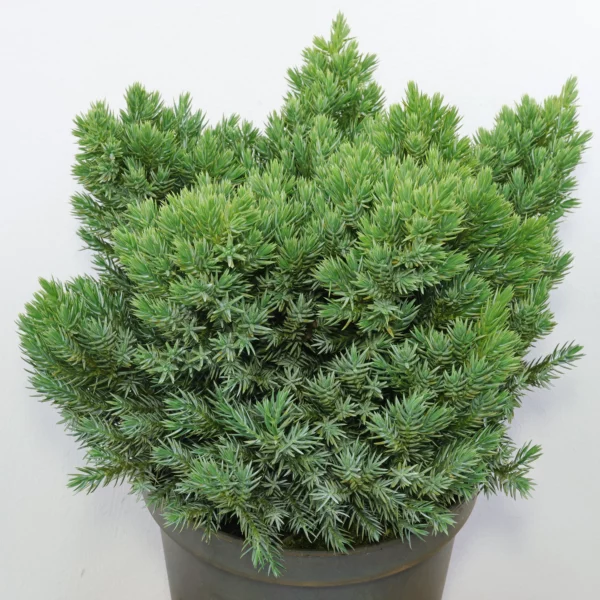 Juniperus squamata Blue Star