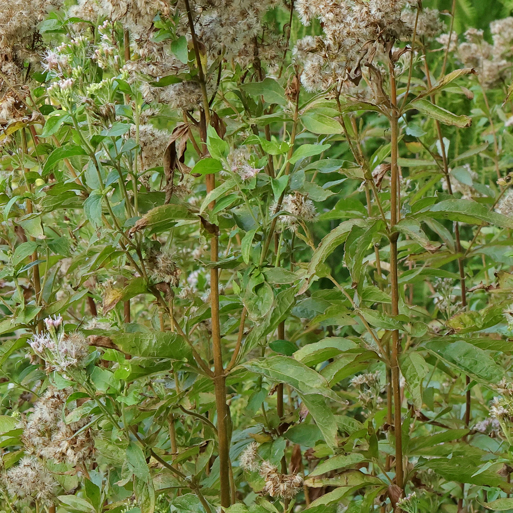 bladen Eupatorium cannabinum